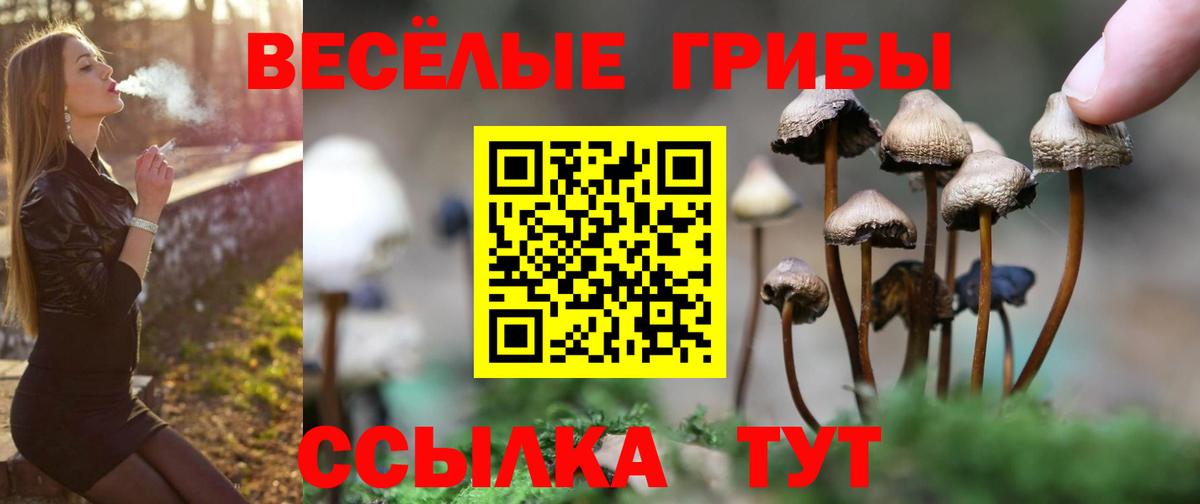 Псилоцибиновые грибы Psilocybine cubensis  наркошоп  Воронеж  Галлюциногенные грибы ЛСД 